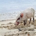 piglet_nusalavu_v_0705_0021.jpg